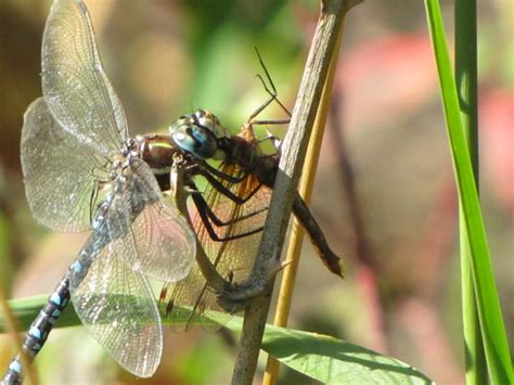 Luckily, mother nature has created a solution to this problem: What Do Dragonflies Eat? and Other Facts of Dragonflies