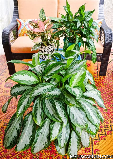 Care instructions on caring for aglaonema, including proper watering techniques, light requirements, temperature and humidity levels, and specific information particular to this plant. Aglaonema Siam Aurora (Red Aglaonema) Care | Joy Us Garden