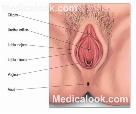 The labia majora plays a relatively small role in sexual pleasure. No Clitoral Hood