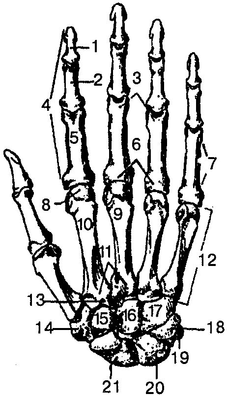 Кости в запястье руки. Кисть строение анатомия костей. Кости запястья ладонная поверхность. Кости кисти рисунок ладонная поверхность. Кости кисти руки человека анатомия.
