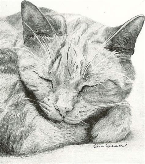 Notably, however, the crest of clan cranstoun depicts a sleeping crane still in vigilance and holding the rock in its raised claw. Pin by R2 on ️ Cats - Cat Art | Cat art, Sleeping drawing, Animal drawings