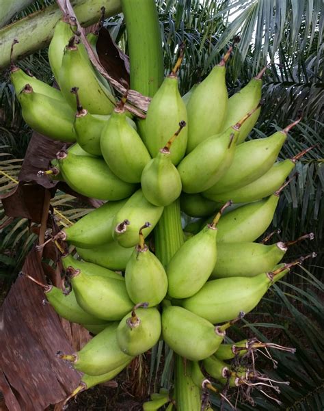 Pisang cavendish memiliki warna kulit kuning yang halus dan merata, serta ukuran yang cukup. Warisan Petani: Tanaman Pisang 11 :Pokok Pisang Susu.