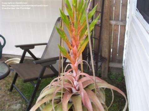 Bromeliad blooms can last for several months before they inevitably die off. PlantFiles Pictures: Tillandsia Bromeliad, Air Plant ...