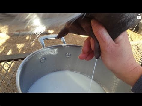 Pregnancy symptoms) في شدتها وحدوثها بين النساء أو حتى لدى المرأة نفسها بين حمل وآخر. How to Milk a Goat كيفية حلب الماعز | Doovi