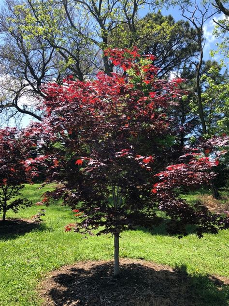 Acer palmatum 'wolff' emperor i. Bloodgood Japanese Maple (Acer palmatum) - I Need A Tree