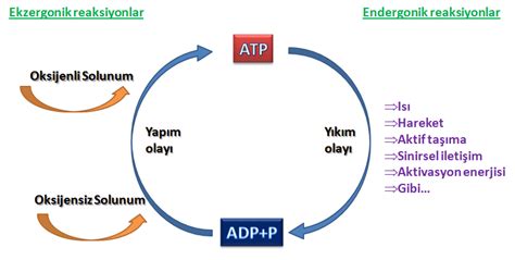 Check spelling or type a new query. Atp Molekül : ATP - die Energiewährung in Zellen ...