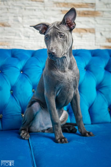 See more ideas about thai ridgeback, dogs, phu quoc. Blue Female Puppy For Sale | Thai Ridgeback