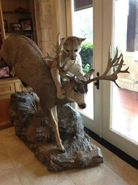 The rack is a nicely symmetrical 5×5 and has a max width of 21″ outside measurement. Sweet Mule Deer and Cougar Mount | Hunting