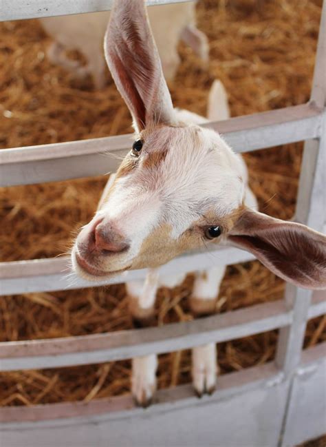 Exotic animal petting zoo thorough. Petting Zoo at the Cajun Heartland State Fair | Zoo ...