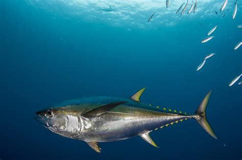 Ea ed ee ef eg ek en es et ev ex ea eb ec ed ee ef eg eh ej ek el em en eq er es et ev ew gr gs gv gx gy gz hg hh hi. Pics Of Oun Tuna : 2014 Readers' Top Tuna Photos | Fish ...