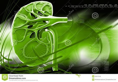 Kidney stock illustration. Illustration of organ, render - 25073743