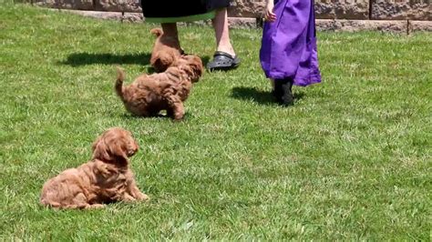 Raising and breeding beautiful f1, f1b, f2b, f2bb, and f3 english creme standards, teddy bear miniature, petite and pocket. Miniature Goldendoodle Puppies For Sale - YouTube