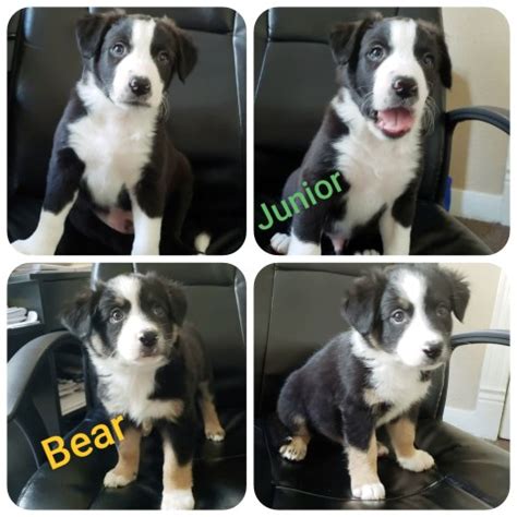 Learn more about adopting a border collie puppy or dog. Border Collie puppy dog for sale in Fort Wayne, Indiana