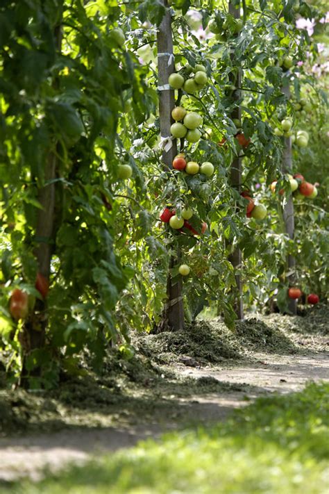 Die kernkriterien wurden schon damals festgelegt: So pflanzt du Tomaten - eine Anleitung