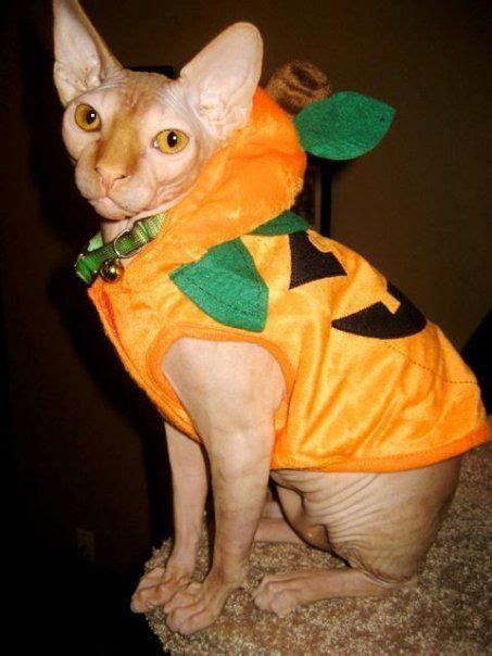 Sphynx cat is a special breed of cats that constantly need warmth. cat Halloween costume! | Cute cats, Kitty, Cats