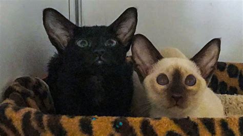 So, at their best, you will find the siamese purring people have always observed that blue pointed siamese have a very different temperament and energy to siamese cats of a different color. Available oriental cat of siamese color (seal point)