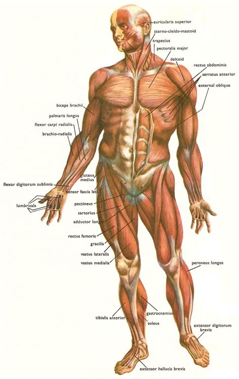 Each type of muscle tissue in the human smooth muscle is found in the walls of hollow organs throughout the body. immie: ร่างกายของเรา