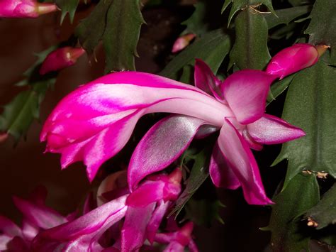 Send plants and potted trees online like bonsai, orchids, & more. Christmas Cactus | Christmas cactus, Flowers, Rose