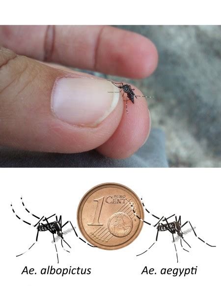 El color mostaza invade los espacios en diseños llenos de energía y su vitalidad y, para introducirlo en la mesa y dar un toque atrevido. ¿Cómo diferenciar a simple vista un mosquito tigre de un ...