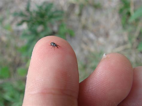 Little black ants were swarming all over my bathroom counter. Fascinating Tiny Black Ants In Bathroom Online - Home ...