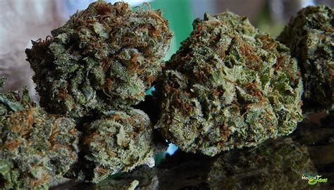 The strain is a competently constructed piece of entertainment, and i'll give it bonus points for. White Rhino Marijuana Strain (Review)