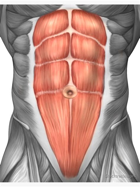 Become familiar with the anatomical divisions by exploring the world's most advanced 3d anatomy platform in complete anatomy. Abdominal Anatomy Male - Stock Photo Male Abdominal Organs ...