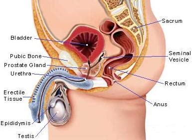 See more ideas about anatomy, man anatomy, anatomy reference. Men's health - symptoms, causes, diagnosis, Men's health ...