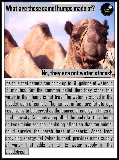 It's a common belief that camels store the excess water in their humps. Pin on Quick science facts