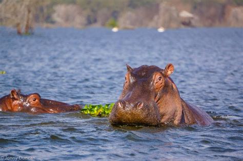 From wikipedia, the free encyclopedia. Lake Naivasha National Park | Kenya Wildlife Safari ...