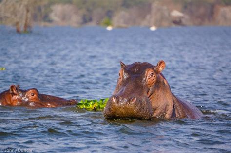 Lake naivasha is a freshwater lake in kenya, outside the town of naivasha in nakuru county, which lies north west of nairobi. Lake Naivasha National Park | Kenya Wildlife Safari ...