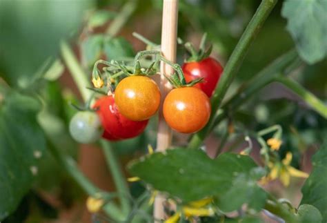 Tomaten nicht vor dem 20. Tomaten im Garten richtig pflegen