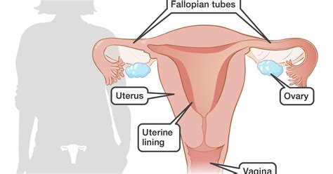 The cervix, which is the lower part that opens into the vagina, and the. Girl sexual parts diagram - Babes - freesic.eu