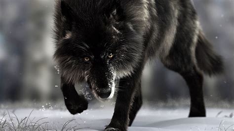 Tons of awesome wolf wallpapers 1920x1080 to download for free. 22 Black Wolf Wallpapers - WallpaperBoat