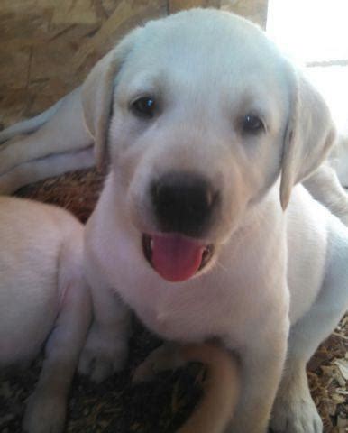 Why buy a puppy for sale if you can adopt and save a life? AKC Lab puppies Bellefontaine Ohio for Sale in ...