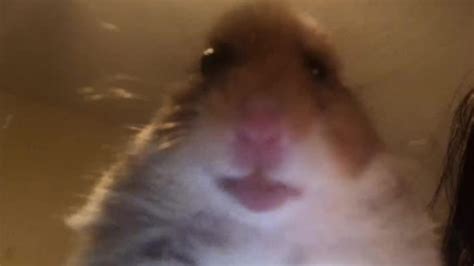 Check spelling or type a new query. TikTok hamster cult explained: Why everyone has changed ...