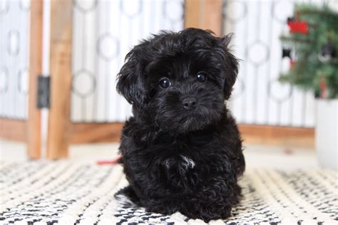 We are very proud to have a new line of our exotic colorful merle yorkiepoo puppies, with colors of blue or chocolate merle teacup yorkie poo. 15 Pictures About yorkie poo for sale - Pets Lovers
