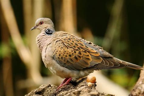 Die turteltaube steht für glück, liebe und frieden. Vogel des Jahres 2020 Foto & Bild | tiere, wildlife, natur Bilder auf fotocommunity