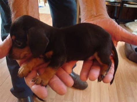 Before we look at the puppy shot schedule, it is important to have a clear understanding of how the immune system works and how vaccines can play a role in the different functions of the booster shots are usually given every 2 to 4 weeks until such time that the puppy reaches 16 to 17 weeks. MINIATURE DACHSHUND PUPPIES - 6 WEEKS OLD - REGISTERED for ...