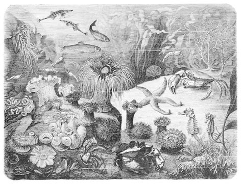 I've worked hard to be sure to have a collection of detailed coloring sheets on this page. Underwater Ocean Scene Coloring Page In Grey-Scale ...