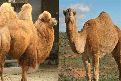 Diferencia entre camello y dromedario wikipedia. Diferencia entre el camello y el dromedario | ANIMALES ...