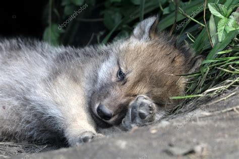 Composé de jeune, loup, aux, dent et long, par métaphore. Jeune loup qui dort — Photographie EBFoto © #115474466