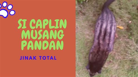 Download musang pandan to mp3 and mp4 for free. Si Caplin Musang Pandan - YouTube