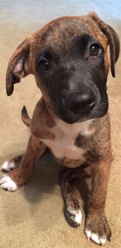 Are you still wondering how big will my puppy get? My sweet boxer-mix, babe! | Cute animals, Puppies, Boxer mix