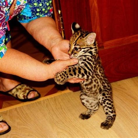 Kittens and cats in california cities. OCELOT KITTENS AVAILABLE AND READY, Exotic animals, for ...