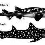 Sato, nakaya & yorozu, 2008 (pinocchio catshark) list of marine fishes of south africa (2,796 words) view diff exact match in snippet view article find links to article Ninja Lanternshark: the New Shark Species You Will Never ...