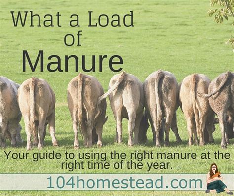 Animal manure is rich in nutrients that make it a great organic fertilizer for your garden, said melissa wearing gloves, squeeze the organic matter firmly in your hand. Can I Put Fresh Cow Manure On My Garden - arabic-blog