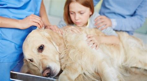 Recognizing signs, understanding risk factors and knowing about treatment. Cure for Cancer treatments from a dog's bone - Medical ...