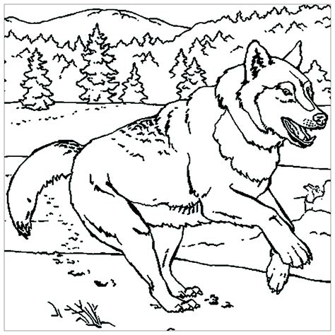 Le loup est un animal de conte qui fait peur aux enfants mais qui les fascinent. Loup qui court - Coloriage de Loups - Coloriages pour enfants