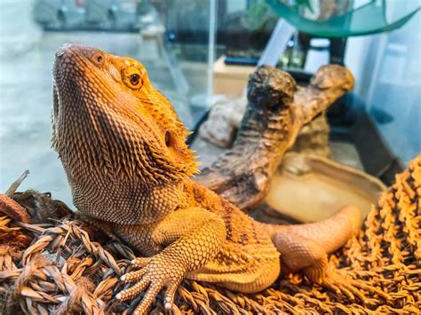 Aug 11, 2020 · they can be as long as the picture indicates, or shorter. How To Tell If Your Bearded Dragon Is Sick | Bearded ...