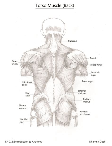 The skeletal muscles of the torso and limbs arise from the mesoderm of the somites, while those of the head arise from the mesoderm of the somitomeres which contribute to the branchial (pharyngeal). Back Torso Muscle | Anatomy reference, Human anatomy, Torso